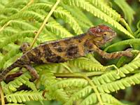 ����� ����� 